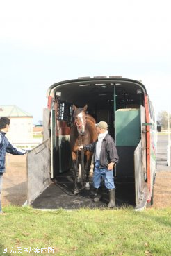 日本軽種馬協会胆振輸出検疫施設に到着した繁殖牝馬