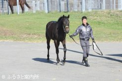 JRA日高育成牧場に到着したミシガンガールの2013