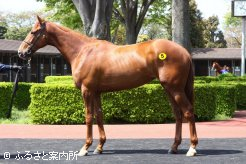 最高価格馬♯5 レディインディの10
