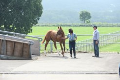 日高育成牧場に到着したJRA購買馬