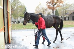 軽い足取りで馬房へ向かう"ホッカイドウ競馬の英雄"