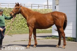 現在15歳、キングズベストを配合した