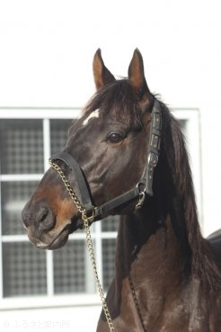 来年からレックススタッドで種牡馬生活を送ることになったダノンバラード