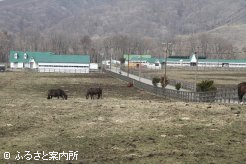 広い放牧地と掃除が行き届いた厩舎