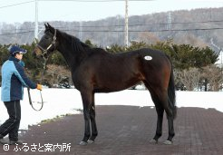 高額2位は、ローズキングダムの半妹ドリーミートーツ。未供用ながらも高額で取引され“バラ一族”の人気は高い
