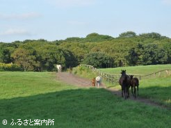 起伏に富んだ放牧地