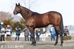 注目を集めた新種牡馬のマジェスティックウォリアー