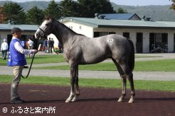 最高価格馬No.173「セクシーココナッツの2012」(牡、父クロフネ)