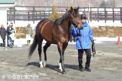 芝ダート重賞6勝をあげたノーザンリバー。新種牡馬はいずれも安平町･ノーザンファームの生産馬