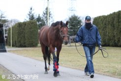 社台スタリオンステーションのレッドカーペットを歩く天皇賞馬