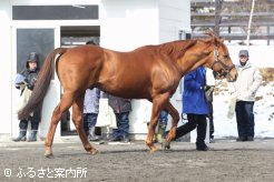 G1勝ち馬モーニンを送り人気大爆発のヘニーヒューズ