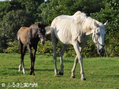 母ユキノサンライズと当歳