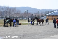 北海道地区初日の産地馬体検査