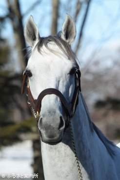 2019年から種牡馬生活を送るレッドファルクス