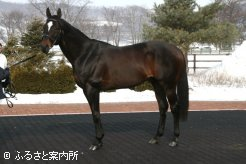 種牡馬展示会の大トリを飾ったエンパイアメーカー