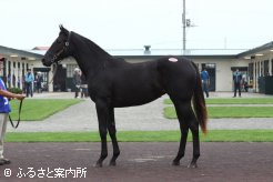牝馬最高価格馬No.360「シャンハイレディ2012」(牝、父バゴ)