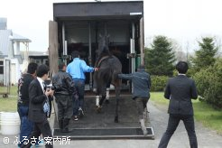 馬運車に乗り込む被災馬