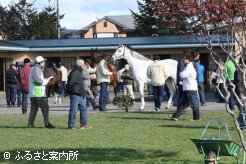 展示は馬房前で行われた