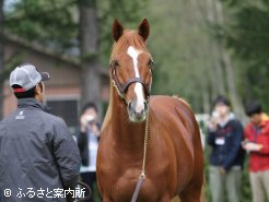 ツアーで披露となったオルフェーヴル(牡8歳)