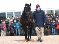 人気上昇中の新種牡馬パイロ