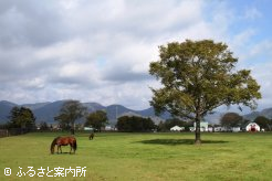 牧場の放牧地