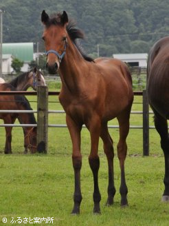 ダイワスタン2010～1