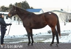 高額3位のチアフルドーラは、兄姉に重賞入着馬がいる。G1サイアースズカフェニックスを受胎