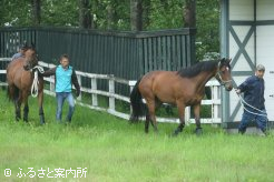 この日は2歳馬3頭も輸出検疫施設へ入厩した