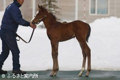 立ち姿を披露したワイの2013