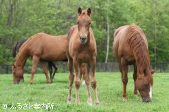 サーガノヴェルと当歳牡（父アグネスタキオン）