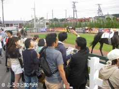 パドックで馬の見方を学ぶ参加者
