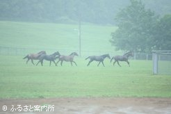 入厩後はJRAホームブレッドと一緒に放牧された