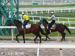 調教ゼッケンは2歳馬が白地に赤色の番号、3歳以上馬は黒地に白色の番号となっている