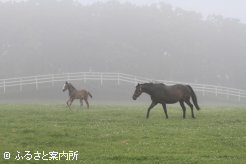 写真３ 　[濃霧の朝] 