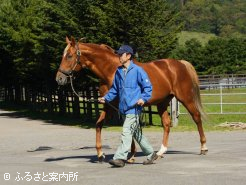 威風堂々と歩く姿は大種牡馬の風格