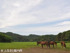 放牧地での様子