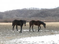 明け1歳馬の放牧地