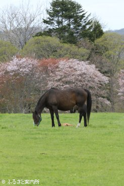 写真１　[桜がポイント]