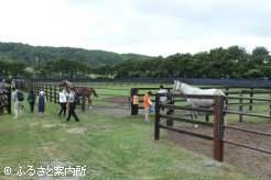 場所によっては放牧地にいる種牡馬を見学できる