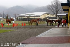 検査場に入る馬たち