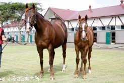 全弟にあたる当歳は牧場の評判馬