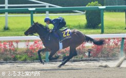 2ハロン最速を記録したキウィダンスの13