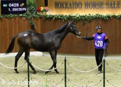 牡馬の最高価格馬フォーエバーダンス2018