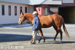 フレンチデピュティの後継種牡馬でもあるノボジャック