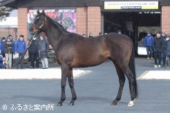 2015年の日本ダービー(G1)、皐月賞(G1)を制したクラシック2冠馬