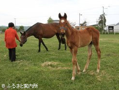 山田さんの生産・所有馬であるアウスレーゼが里帰りし、繁殖生活を送っている。写真は、今年生まれたアウスレーゼの当歳馬(父ローレルゲレイロ)