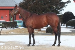 米3冠馬アメリカンファラオの日本初後継種牡馬