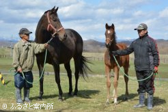 ジュエルクイーンの祖母スギノキューティ(20歳)と今年生まれた当歳馬（牝、当歳、父オルフェーヴル）