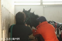 ビデオ撮影を終えて採血される上場予定馬