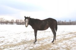 サマーエタニティの2017(牡、父オルフェーヴル)は元気に夜間放牧。父ステイゴールドとはまた違った雄大な馬体をしている。
